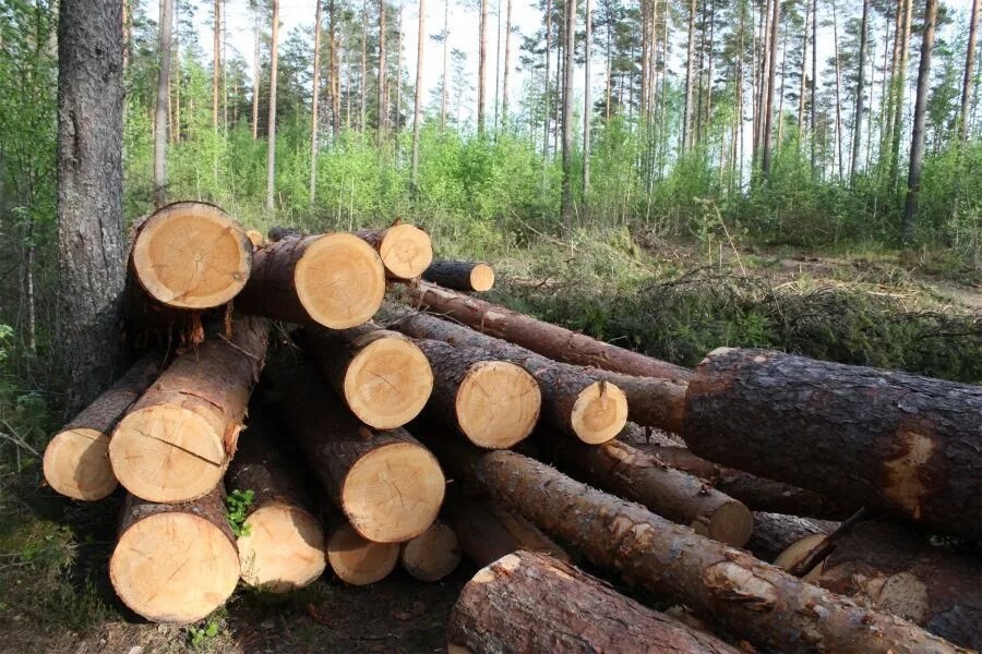 В Кызыле утверждено обвинительное заключение по делу о незаконной рубке леса